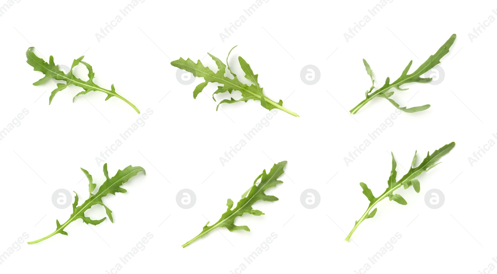 Image of Fresh green arugula on white background, set
