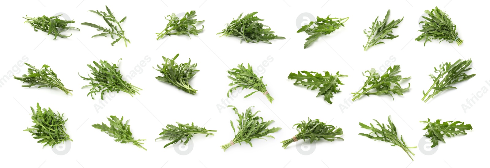 Fresh green arugula on white background, set Image of Fresh green arugula on white background, set