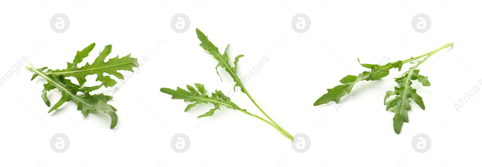 Fresh green arugula on white background, set Image of Fresh green arugula on white background, set