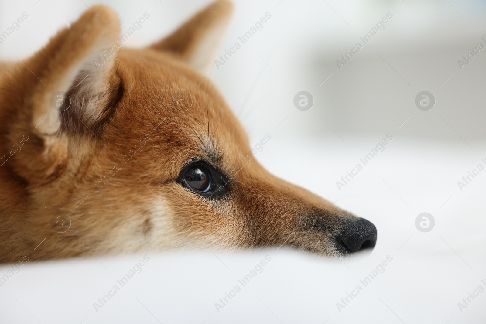 Cute Shiba Inu dog on blurred light background, closeup Photo of Cute Shiba Inu dog on blurred light background, closeup