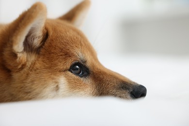 Photo of Cute Shiba Inu dog on blurred light background, closeup