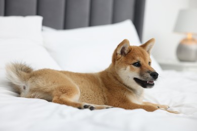 Photo of Cute Shiba Inu dog lying on bed indoors