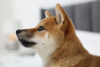 Photo of Cute Shiba Inu dog on blurred background, closeup