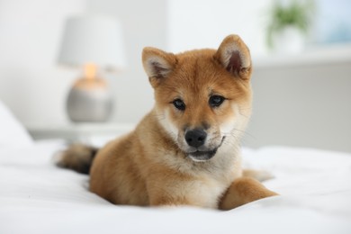 Photo of Cute Shiba Inu dog lying on bed indoors