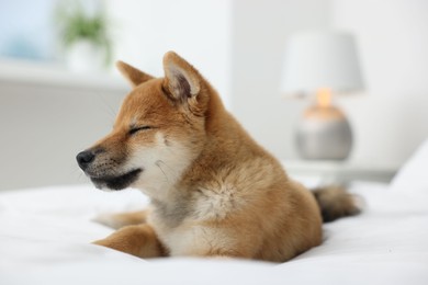Photo of Cute Shiba Inu dog lying on bed indoors