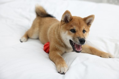 Photo of Playful Shiba Inu dog with toy ball on bed