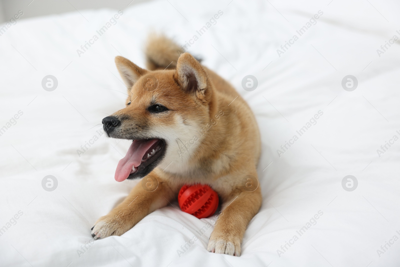 Photo of Playful Shiba Inu dog with toy ball on bed