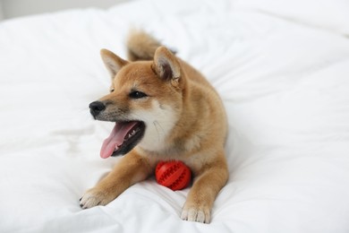 Photo of Playful Shiba Inu dog with toy ball on bed