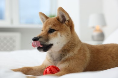Photo of Playful Shiba Inu dog with toy ball on bed indoors