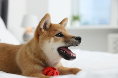 Photo of Playful Shiba Inu dog with toy ball on bed indoors