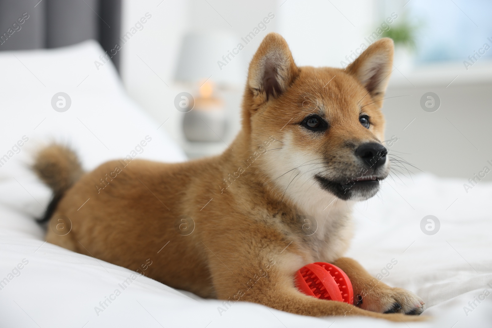 Photo of Playful Shiba Inu dog with toy ball on bed indoors