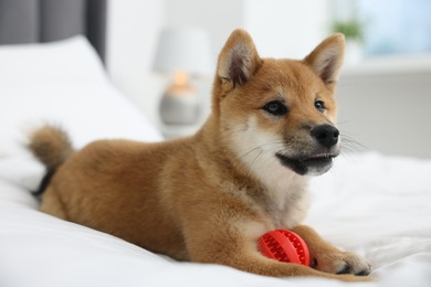 Photo of Playful Shiba Inu dog with toy ball on bed indoors