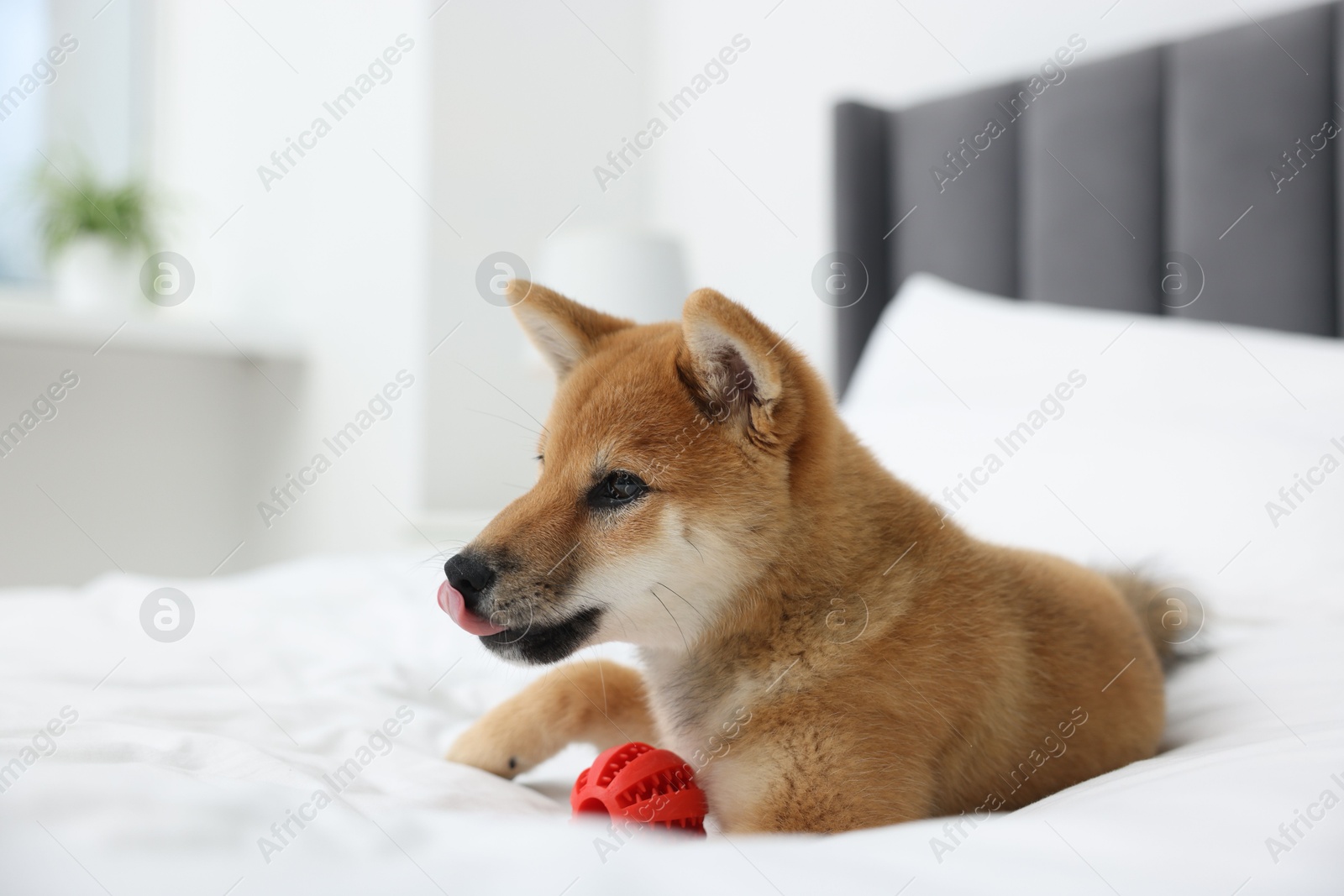 Photo of Playful Shiba Inu dog with toy ball on bed indoors