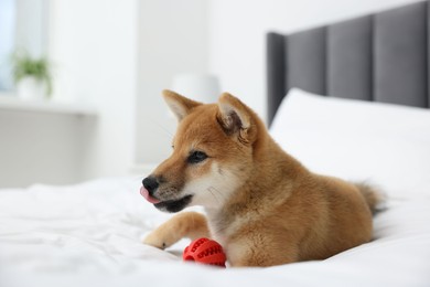 Photo of Playful Shiba Inu dog with toy ball on bed indoors