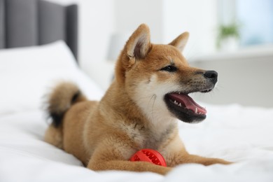 Photo of Playful Shiba Inu dog with toy ball on bed indoors