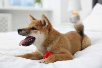 Photo of Playful Shiba Inu dog with toy ball on bed indoors