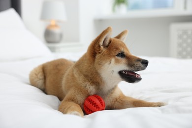 Photo of Playful Shiba Inu dog with toy ball on bed indoors