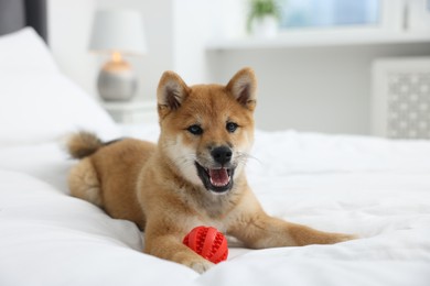 Photo of Playful Shiba Inu dog with toy ball on bed indoors
