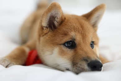Photo of Cute Shiba Inu dog on bed, closeup