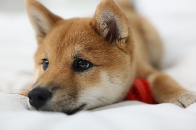 Photo of Cute Shiba Inu dog on bed, closeup