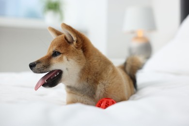 Photo of Playful Shiba Inu dog with toy ball on bed indoors