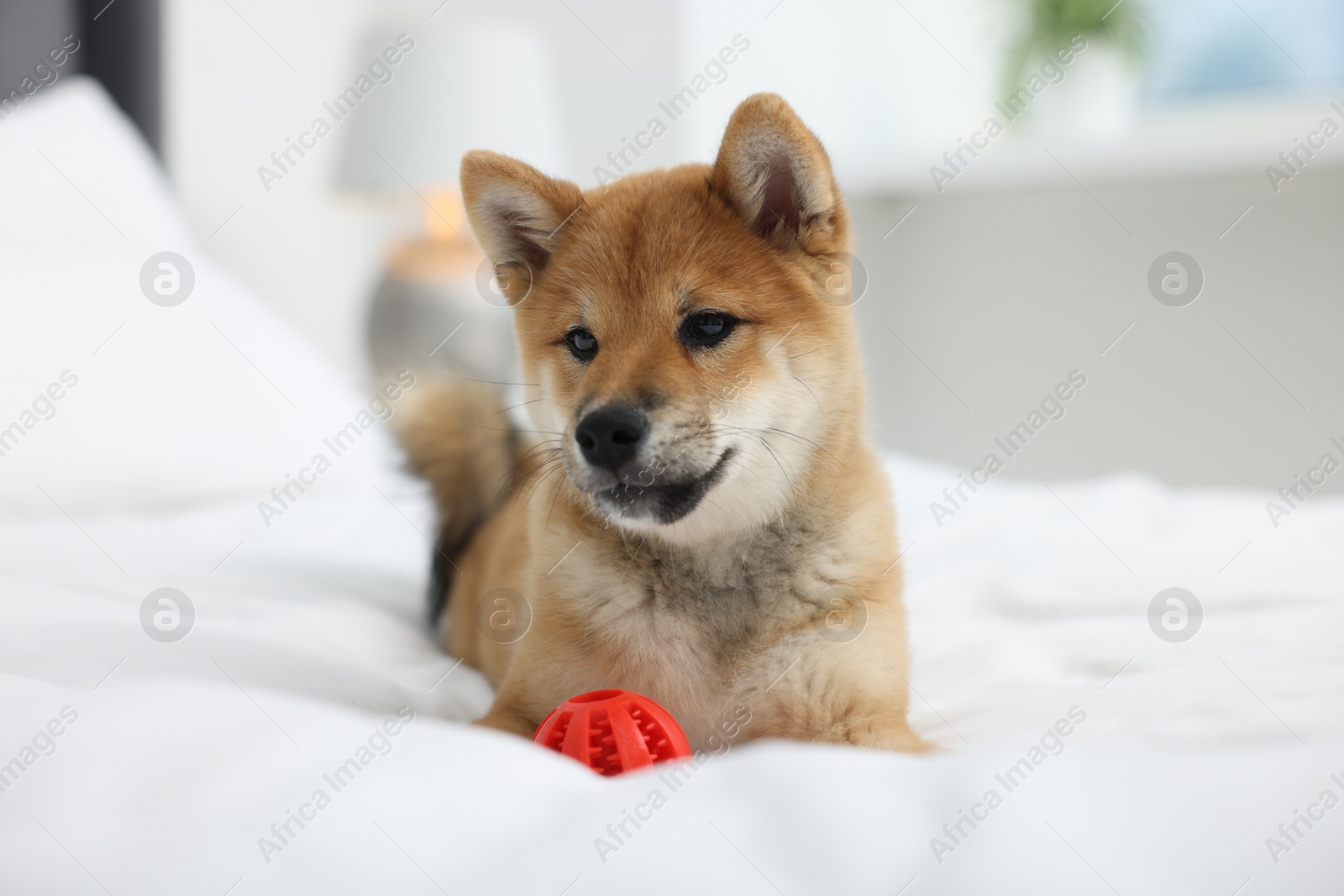 Photo of Playful Shiba Inu dog with toy ball on bed indoors