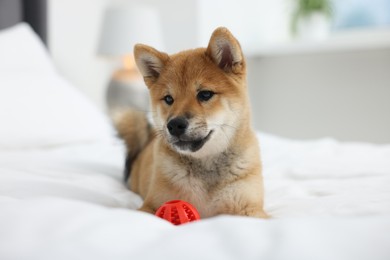 Photo of Playful Shiba Inu dog with toy ball on bed indoors
