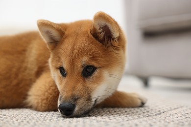 Photo of Cute Shiba Inu dog on floor indoors, closeup