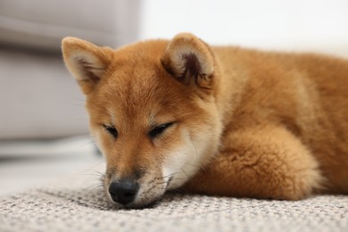 Photo of Cute Shiba Inu dog on floor indoors, closeup