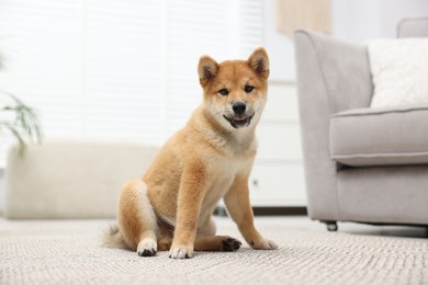 Photo of Cute Shiba Inu dog sitting on floor indoors
