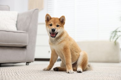 Photo of Cute Shiba Inu dog sitting on floor indoors