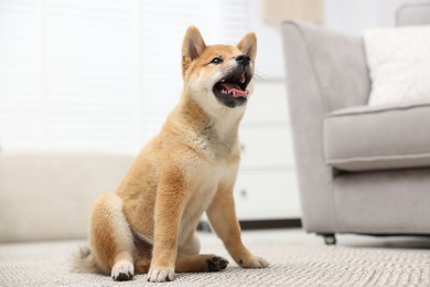 Photo of Cute Shiba Inu dog sitting on floor indoors