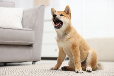 Photo of Cute Shiba Inu dog sitting on floor indoors