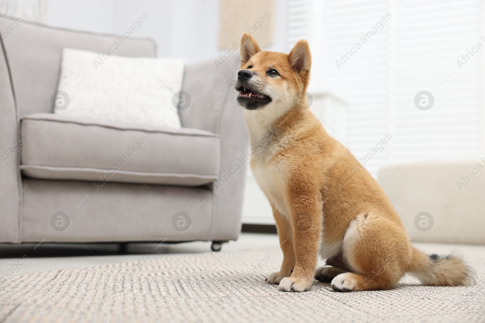 Photo of Cute Shiba Inu dog sitting on floor indoors