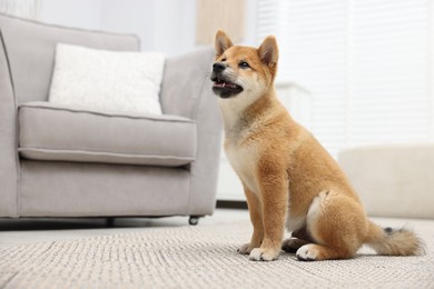Photo of Cute Shiba Inu dog sitting on floor indoors