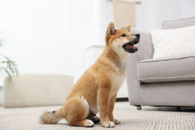 Photo of Cute Shiba Inu dog sitting on floor indoors
