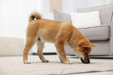 Photo of Cute Shiba Inu dog on floor indoors