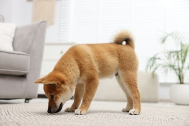 Photo of Cute Shiba Inu dog on floor indoors