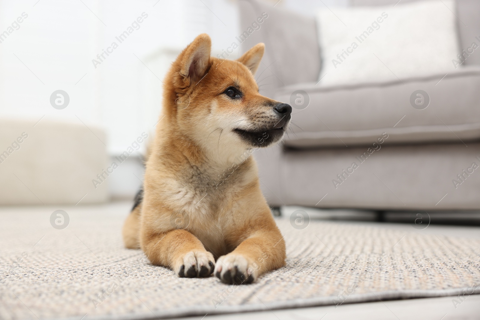 Photo of Cute Shiba Inu dog lying on floor indoors