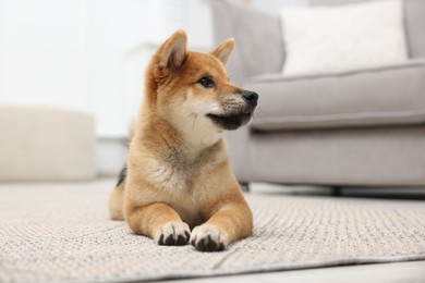 Photo of Cute Shiba Inu dog lying on floor indoors