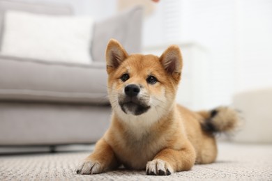 Photo of Cute Shiba Inu dog lying on floor indoors