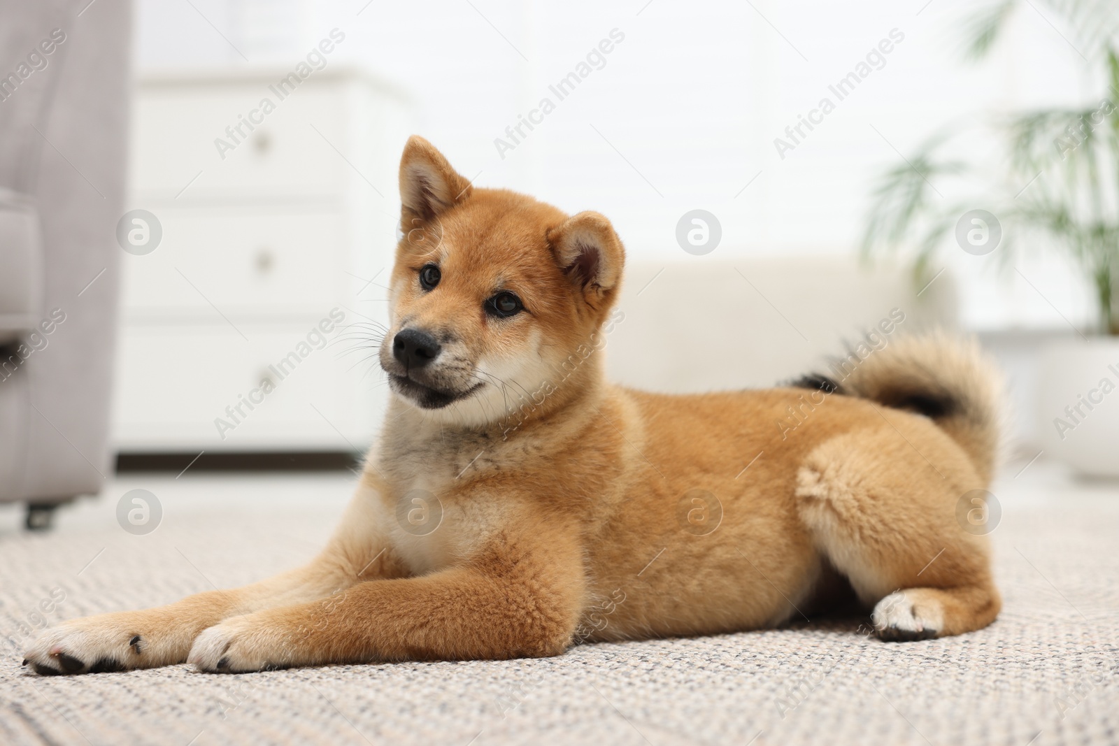 Photo of Cute Shiba Inu dog lying on floor indoors