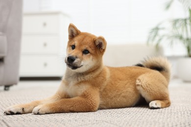 Photo of Cute Shiba Inu dog lying on floor indoors
