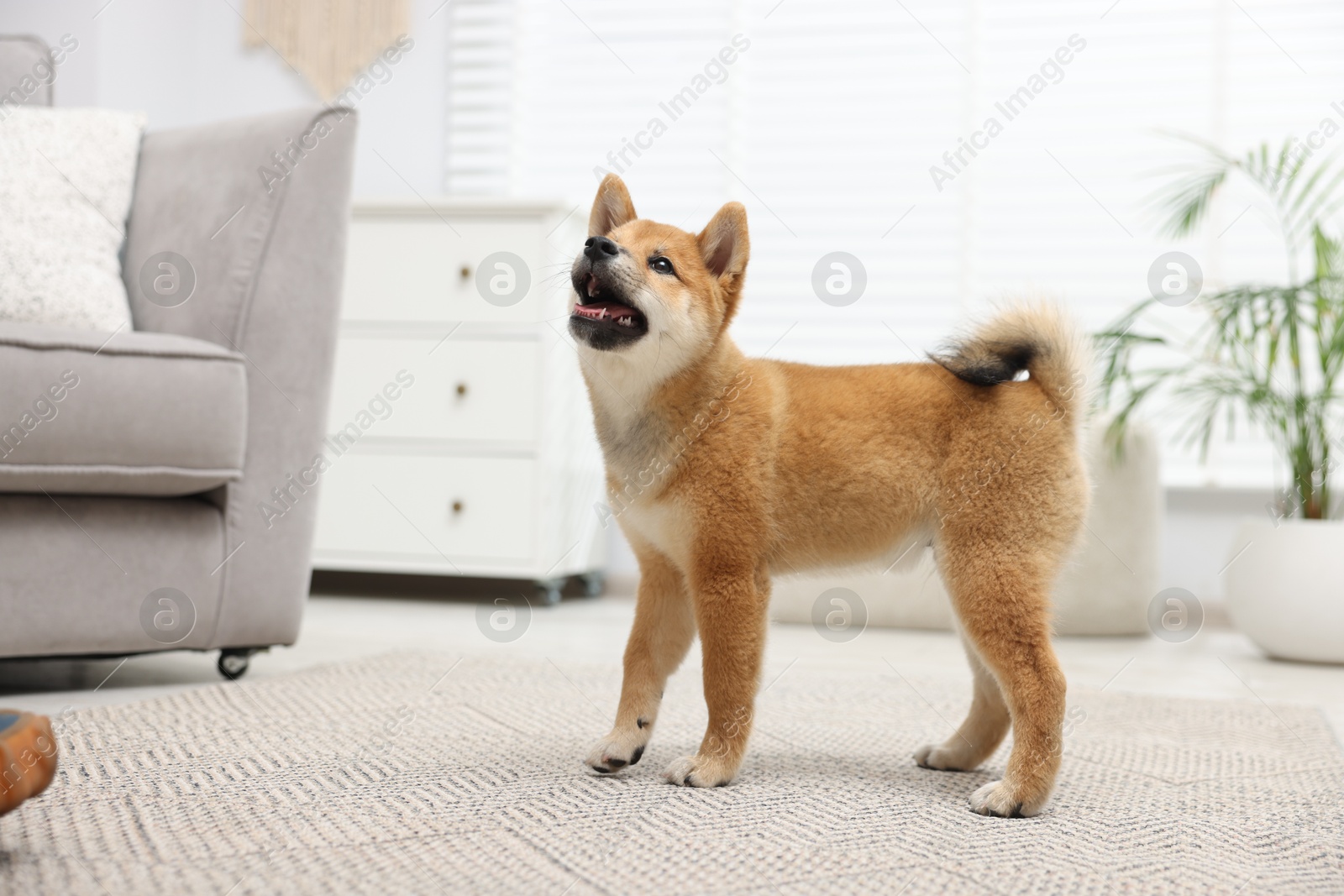 Photo of Cute Shiba Inu dog on floor indoors