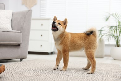 Photo of Cute Shiba Inu dog on floor indoors