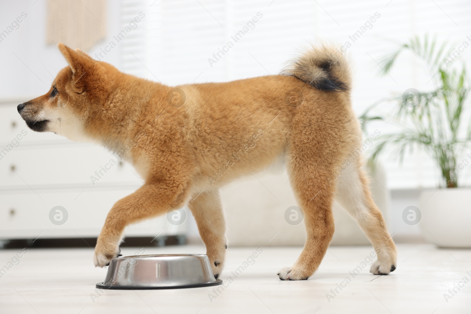 Photo of Cute Shiba Inu dog near feeding bowl on floor indoors