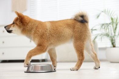 Photo of Cute Shiba Inu dog near feeding bowl on floor indoors