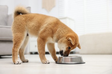 Photo of Cute Shiba Inu dog eating from feeding bowl on floor indoors