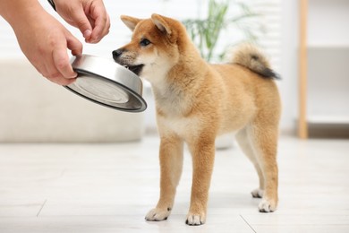 Photo of Man feeding his cute Shiba Inu dog from pet bowl indoors, closeup