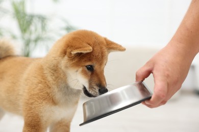 Photo of Man feeding his cute Shiba Inu dog from pet bowl indoors, closeup